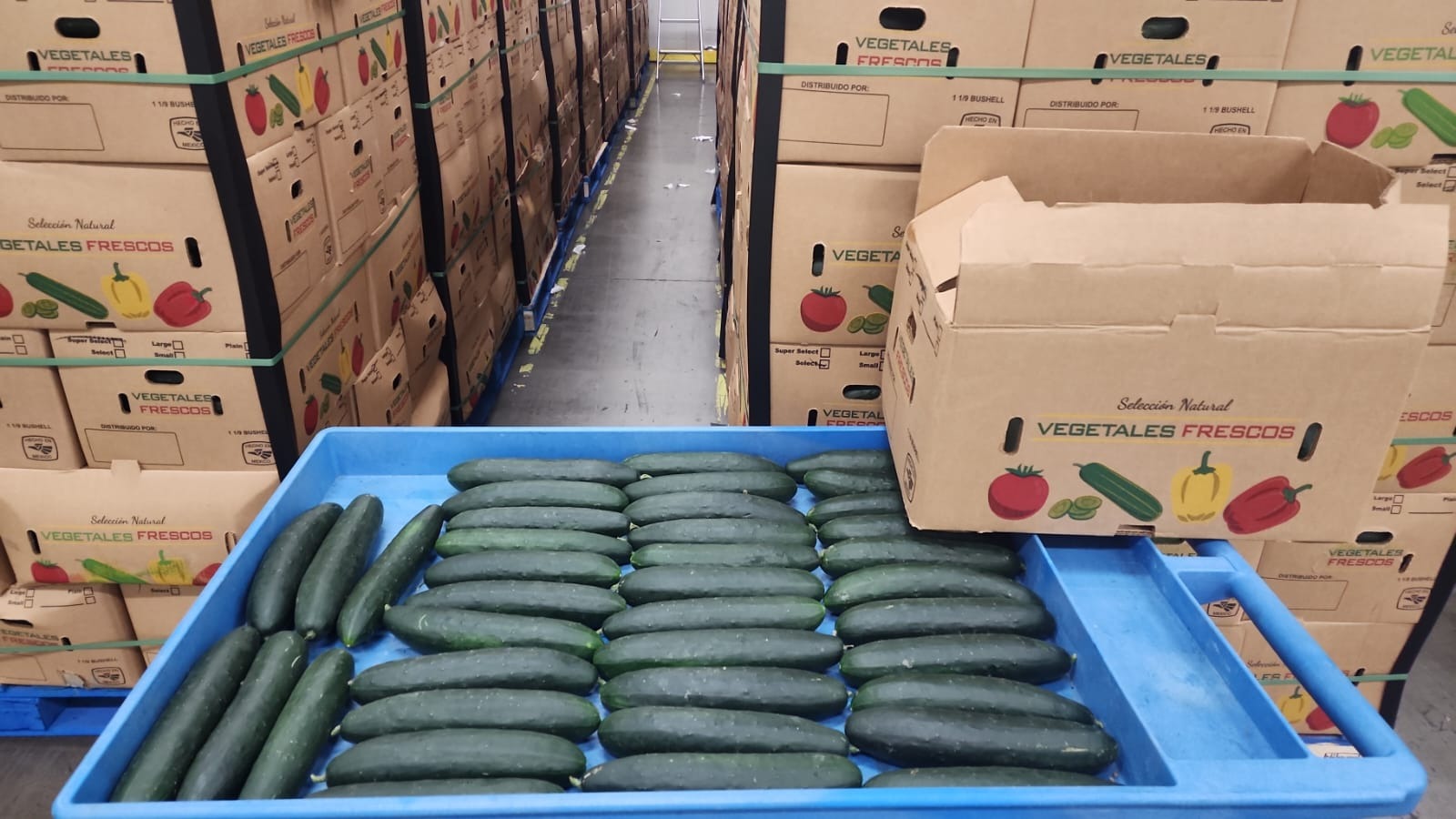 Fresh cucumbers in warehouse