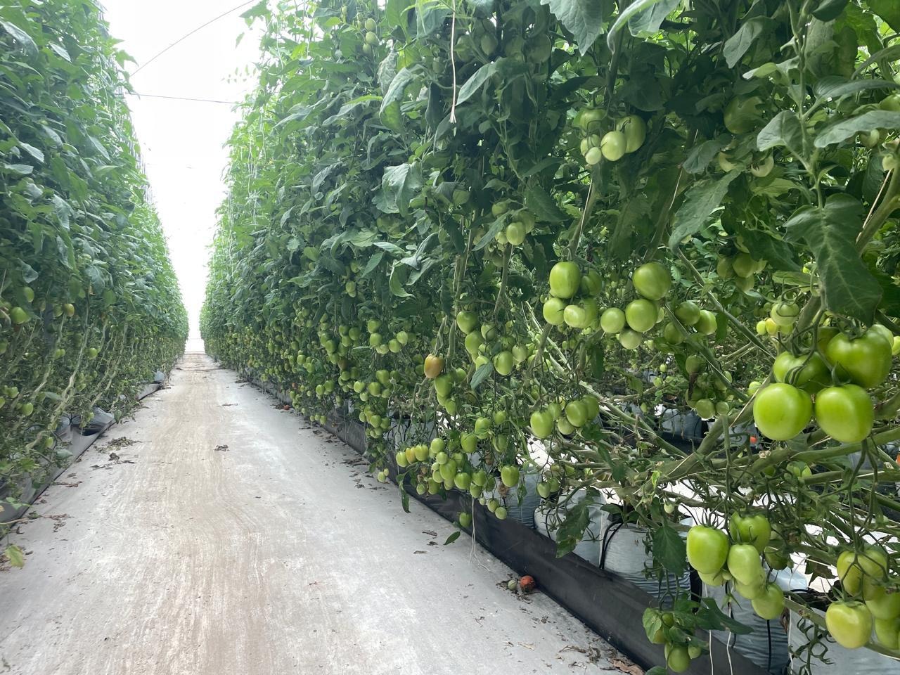 Clean greenhouse tomato aisle