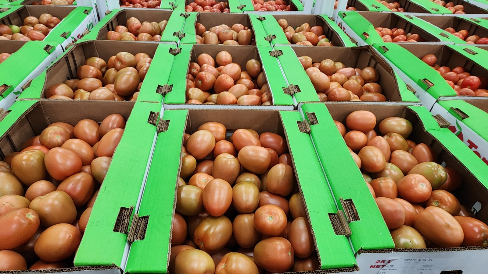 Roma tomatoes in boxes