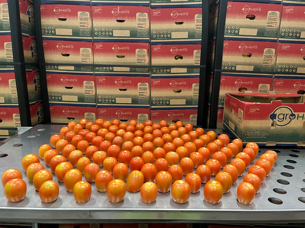 Roma tomatoes quality inspection