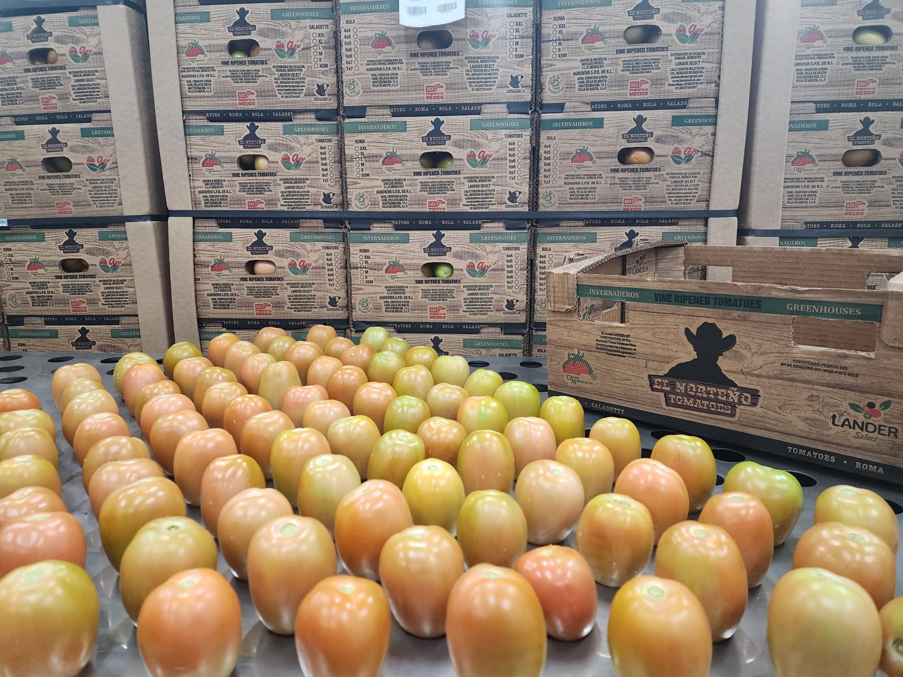 Roma tomatoes in packing operation