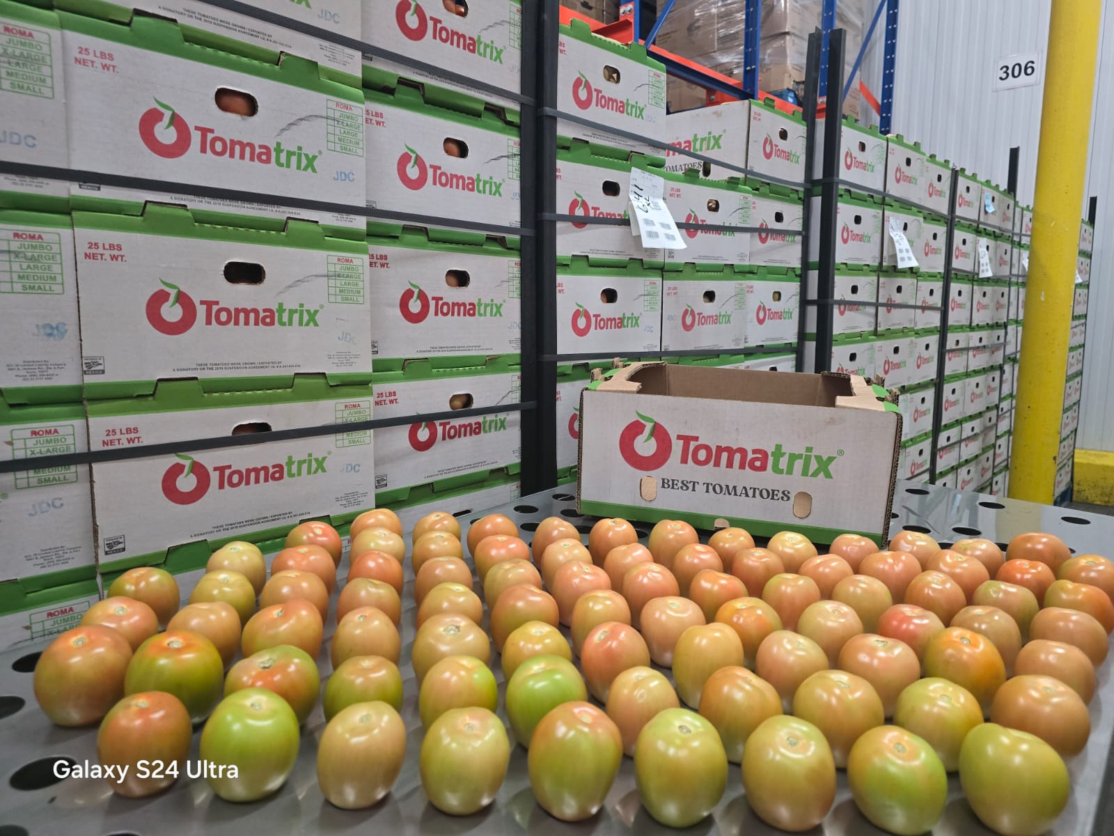Tomato packing operation